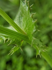 Sonchus asper