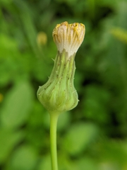 Sonchus asper