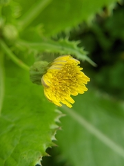 Sonchus asper