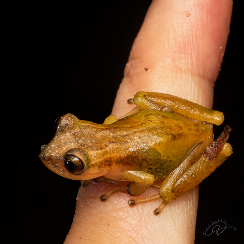 Serra de Macae Treefrog, Fritziana fissilis