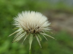 Sonchus asper