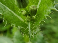 Sonchus asper