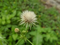 Sonchus asper