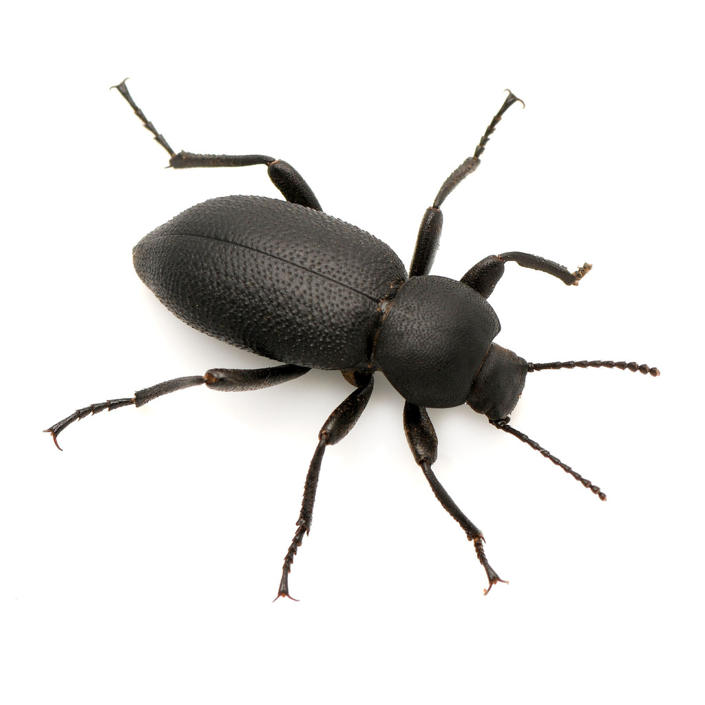 Eleodes schwarzii