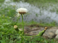 Sonchus asper