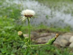 Sonchus asper
