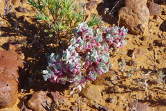 Atriplex holocarpa