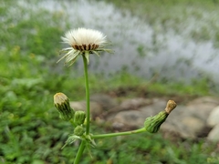 Sonchus asper