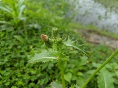 Sonchus asper
