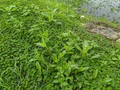 Sonchus asper
