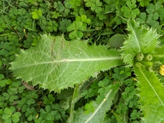 Sonchus asper