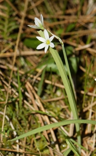 Allium pendulinum, photograph 4