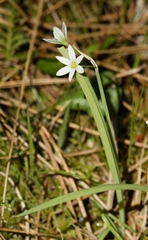 Allium pendulinum, photograph (c) Mark Breaks, some rights reserved (CC BY)