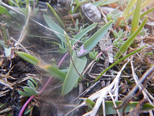 Lachenalia calcicola