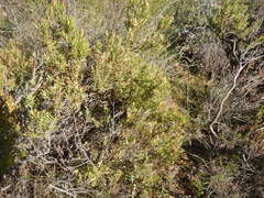 (c) James Deacon, some rights reserved (CC BY-SA) Leucadendron modestum, photograph (c) James Deacon, some rights reserved (CC BY-SA)