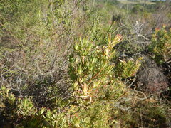 (c) James Deacon, some rights reserved (CC BY-SA) Leucadendron modestum, photograph (c) James Deacon, some rights reserved (CC BY-SA)