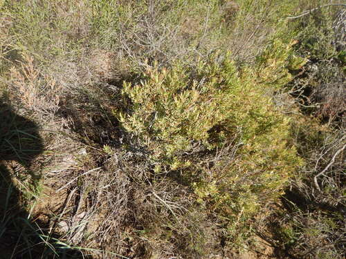 Leucadendron modestum, photograph 3