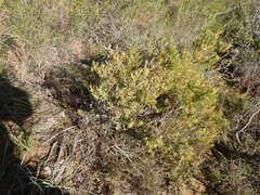 (c) James Deacon, some rights reserved (CC BY-SA) Leucadendron modestum, photograph (c) James Deacon, some rights reserved (CC BY-SA)