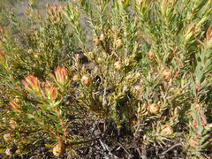 Leucadendron modestum