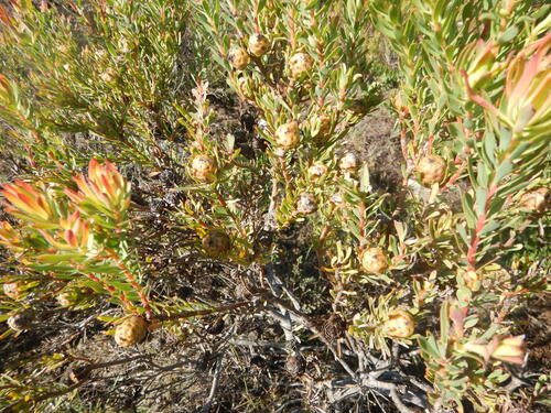 Leucadendron modestum, photograph 4