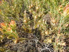 (c) James Deacon, some rights reserved (CC BY-SA) Leucadendron modestum, photograph (c) James Deacon, some rights reserved (CC BY-SA)