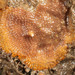 Cryptosula - Photo (c) licensed media from BioImages DwCA without owner, some rights reserved (CC BY-NC-SA)