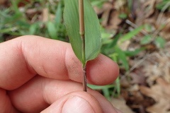 Dichanthelium commutatum