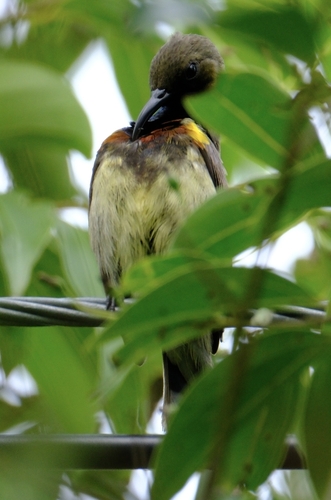 Ornate Sunbird