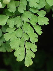 Adiantum raddianum