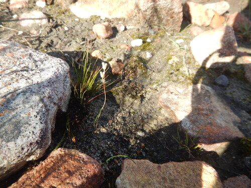 Drimia dregei