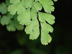 Adiantum raddianum