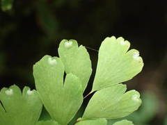 Adiantum raddianum