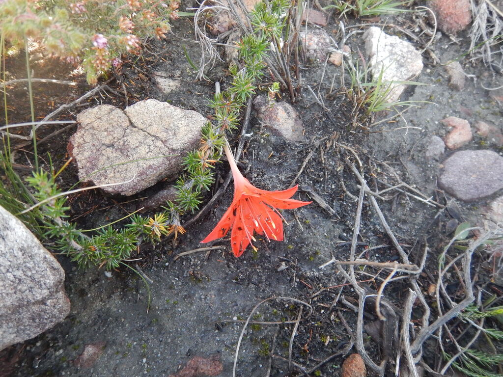 Cyrtanthus guthrieae, Overberg, ZA-WC, ZA