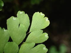 Adiantum raddianum