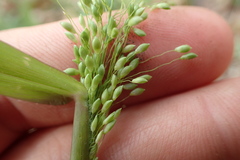 Dichanthelium commutatum