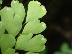 Adiantum raddianum