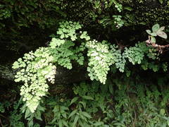 Adiantum raddianum