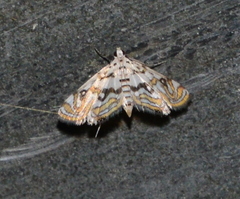 Parapoynx polydectalis