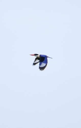 Black-capped Kingfisher