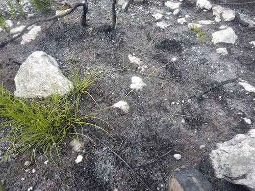 Drimia hesperantha