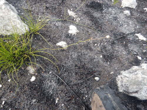 Drimia hesperantha