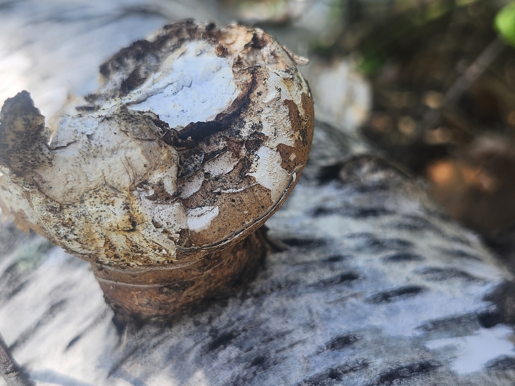 Fomitopsis betulina · May 2026 · photo: © peakaytea (iNaturalist, cc0)