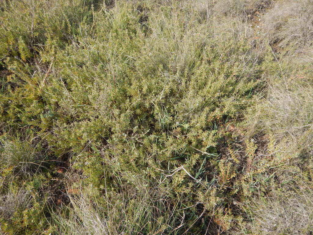 Leucospermum heterophyllum; photograph (c) James Deacon, some rights reserved (CC BY-SA)