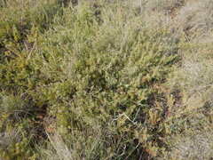 Leucospermum heterophyllum