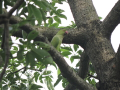 Psittacula krameri
