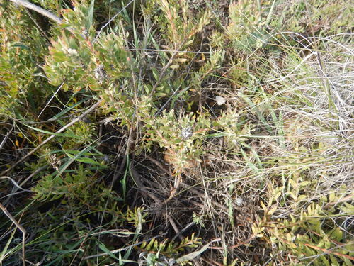 Leucospermum heterophyllum, photograph 1