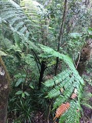 Cyathea rebeccae