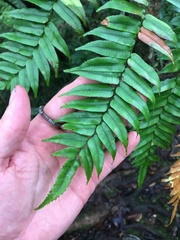 Cyathea rebeccae