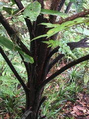 Cyathea rebeccae