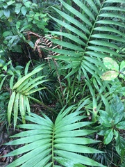 Laccospadix australasicus
